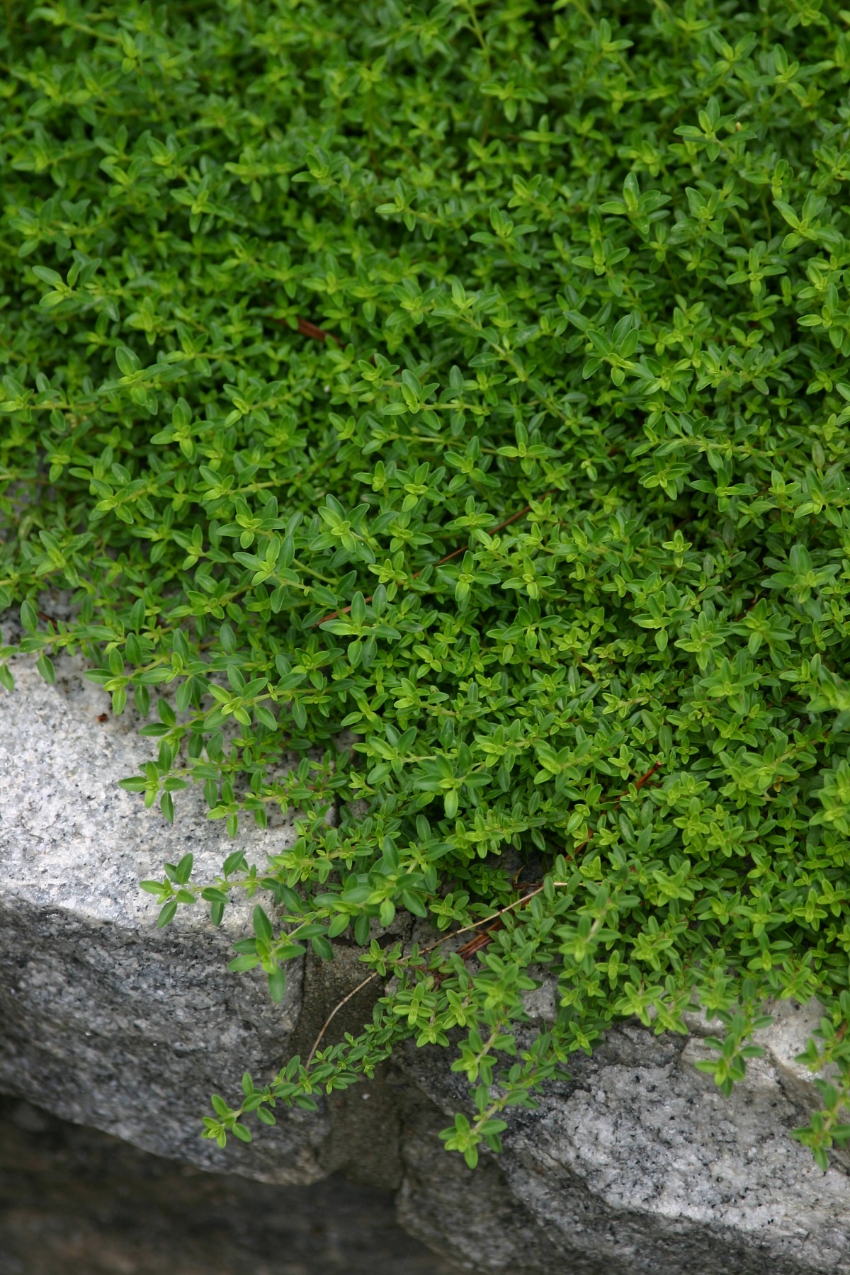 Creeping thyme in my garden. --Erica