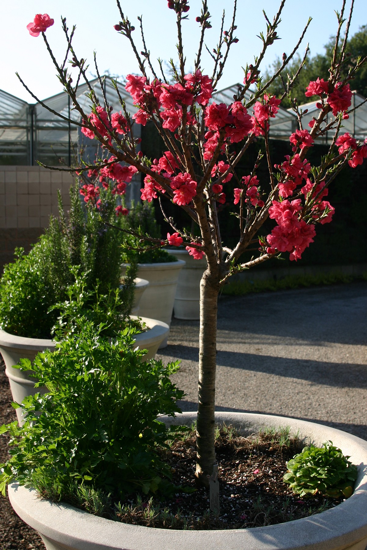 Pictured here is a Dwarf Peach 'Bonanza'. Photo by Erica Glasener.