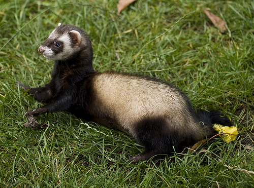 LOOK. AT. THAT. FACE. I'm melting. (Photo: Max Moreau/Flickr Creative Commons)