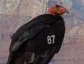 The California Condor is endangered due to habitat loss and hunting. (Photo: elvis santana/sxc.hu)