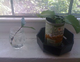 Networx practices what it preaches. Here is a tin can planter in a Networx writer's apartment. 