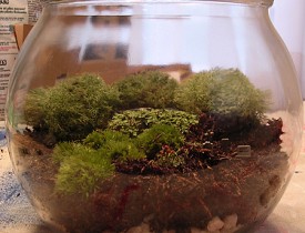 Check out the pea gravel in the bottom of this terrarium. (Photo: a2gemma/Flickr creative commons)