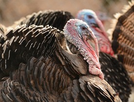 Get a load of the snoods on these wild turkeys! (Photo: yousif waleed/sxc.hu)