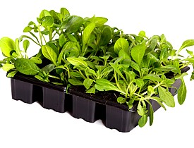 Photo of seedlings in a plastic tray by doram/istockphoto.com.