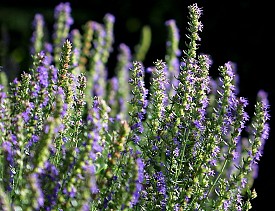 Hyssop grows in a private garden. (Photo: Holger Casselmann/Wikimedia Commons.)