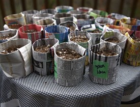 Newspaper seed pots and photo by Sayward Rebhal.