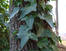 Photo of ivy climbing up a tree by mrmac04/morguefile.com.