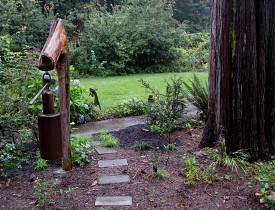 Image of a xeriscape garden in Washington state by brewbooks/wikimedia commons.