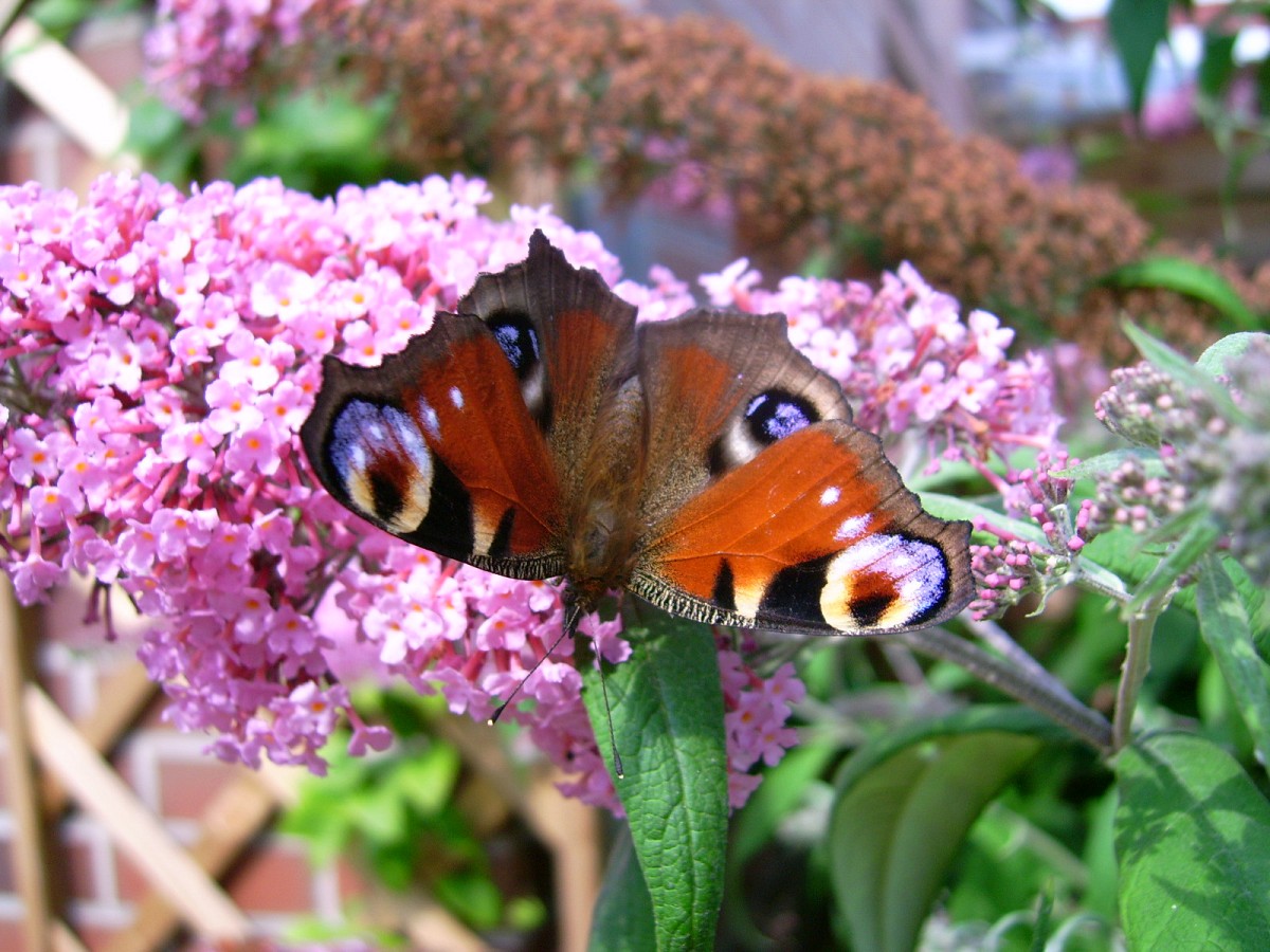 Photo of a butterfly landing on a lilac bloom by Zitrussa/sxc.hu.