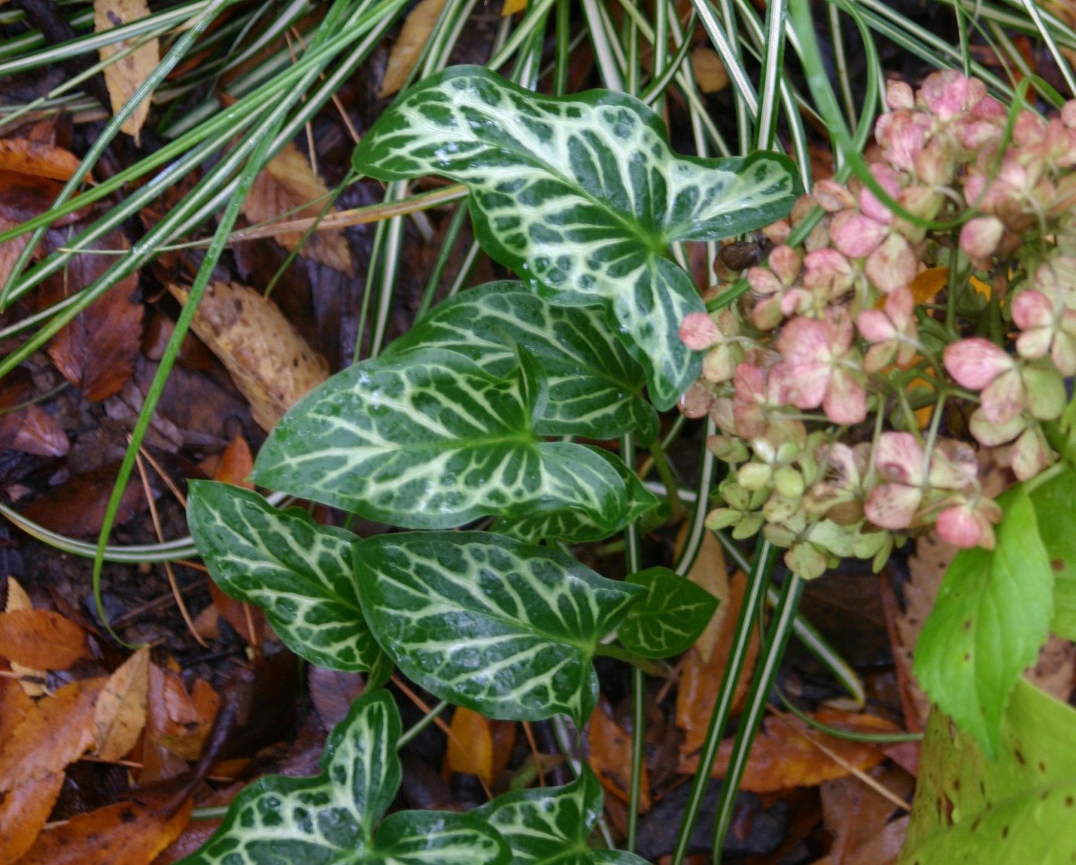 Arum, Carex and Hydrangea in November. Photo by Erica Glasener.