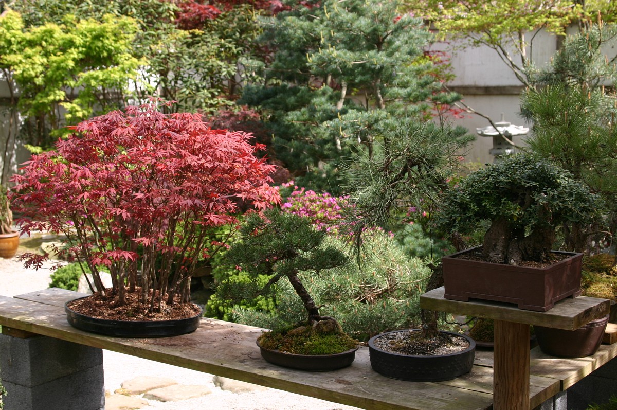 Bonsai plants. Photo: Erica Glasener