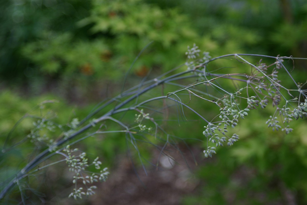 Fennel that has flowered and set seed (bolted).  Photo by Erica Glasener.