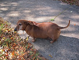 This fat Dachsund is so cute, but might have a thyroid problem. (jennalex/Flickr)