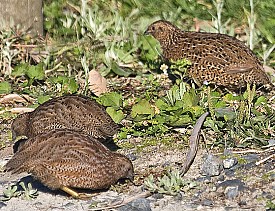 Coturnix quail are an alternative to backyard chickens. (Photo: ajmattthehiddenhouse/flickr)