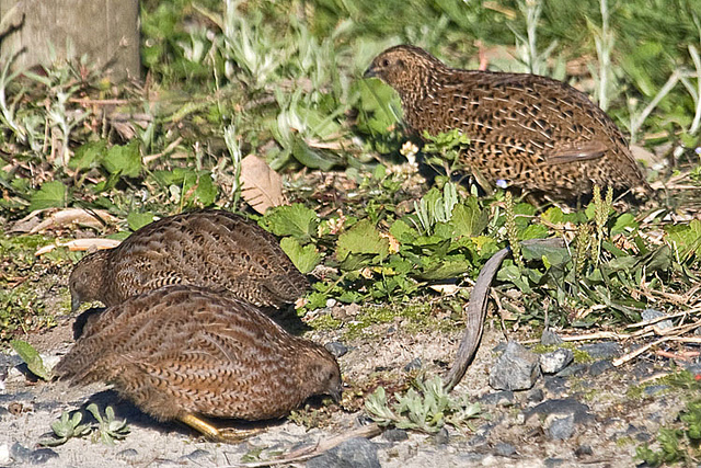 Coturnix quail are an alternative to backyard chickens. (Photo: ajmattthehiddenhouse/flickr)