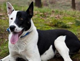 Domino is a Border Collie/Siberian Husky mix. Contact the Seattle Humane Society to adopt him.