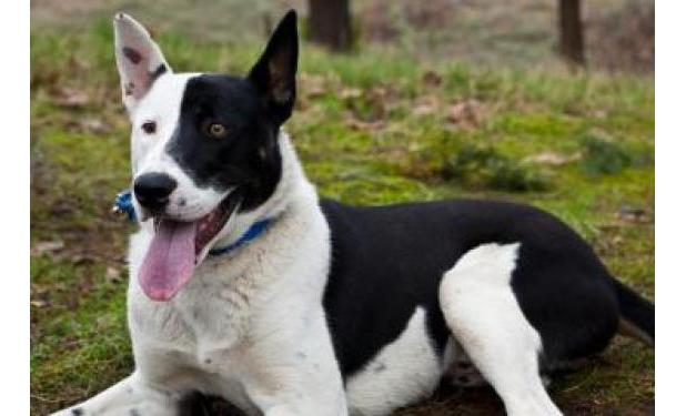 Domino is a Border Collie/Siberian Husky mix. Contact the Seattle Humane Society to adopt him.