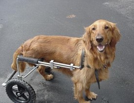 An amputee enjoying mobility with a custom-made dog wheelchair from Eddie's Wheels. Photo via EddiesWheels.com.