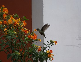 A hummingbird visits a flower. (magicmonkey/Flickr)