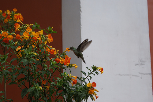 A hummingbird visits a flower. (magicmonkey/Flickr)