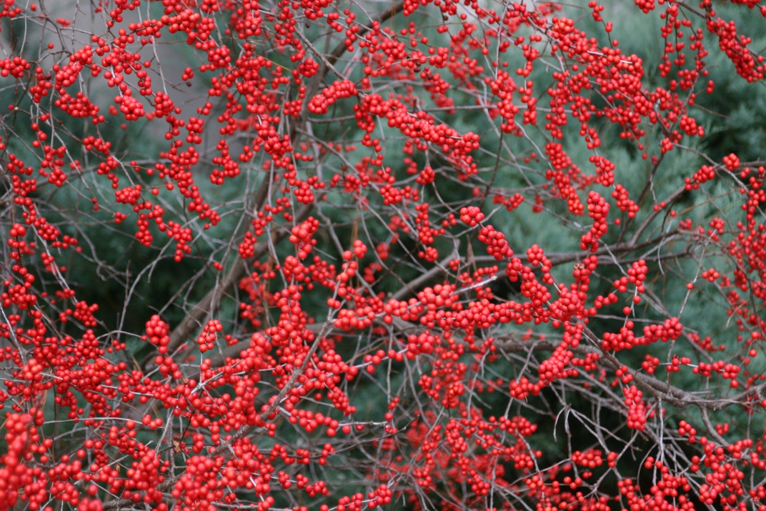 A deciduous holly in landscape, Ilex verticillata. Photo by Erica Glasener.