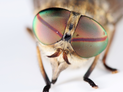 How to Get Rid of Drain Flies in Denver