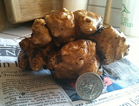 A russet potato-sized Jerusalem artichoke. Photo: Jordan Laio