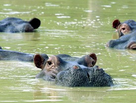 These are the hippos that swim freely on Pablo Escobar's property. Photo: www.ficg/Flickr Creative Commons