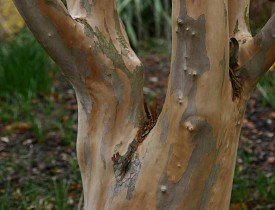 Stewartia pseudocamelia bark in March. Photo by Erica Glasener.