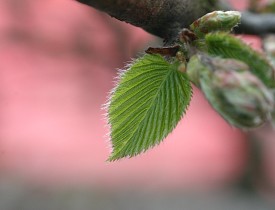 A hornbeam leaf.  Photo: ArminH/stock.xchng