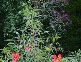 Vernonisa novaborensis & Hibiscus coccineus are often mistaken for weeds.  Photo by Erica Glasener.