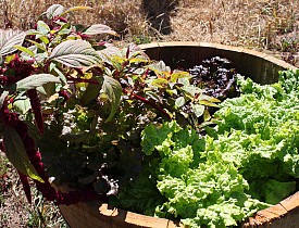 Lettuce grows in my wine barrel planter. Wine barrels and wine crates make great containers for container gardens. (Photo by the author, s.e. smith.)