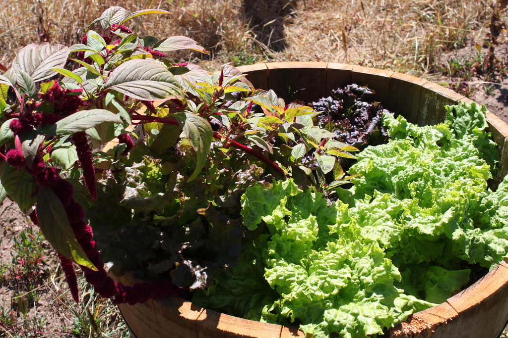 Lettuce grows in my wine barrel planter. Wine barrels and wine crates make great containers for container gardens. (Photo by the author, s.e. smith.)