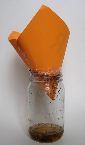 This is a fruit fly trap. Photo by Downtowngal/Wikimedia Commons.