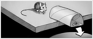 DIY mouse trap