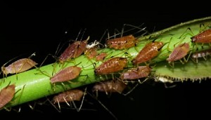 aphids on rose stem