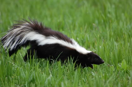 skunk