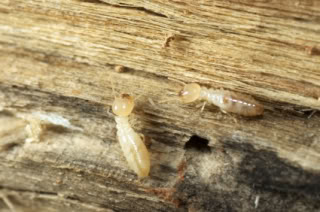 termites eating wood