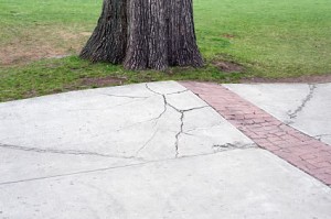 roots breaking concrete