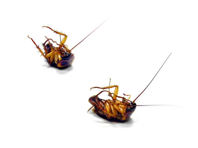 dead cockroaches