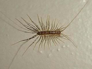 house centipede