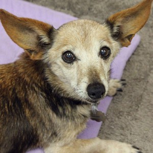 Peaches is a Dachshund/Rat Terrier mix who lives at the Kansas City Humane Society.