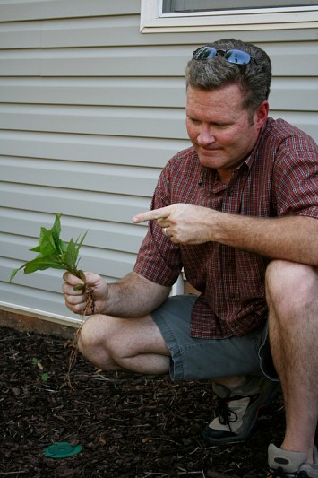 A man pulls a large weed from his garden. Photo by killerb10/istockphoto.com.