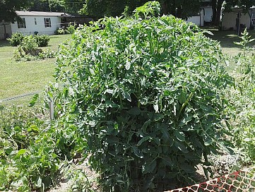 Guess what these awesome tomato plants are growing around. Photo and plants by James Bryan C via Hometalk.com.
