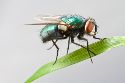 types of house flies