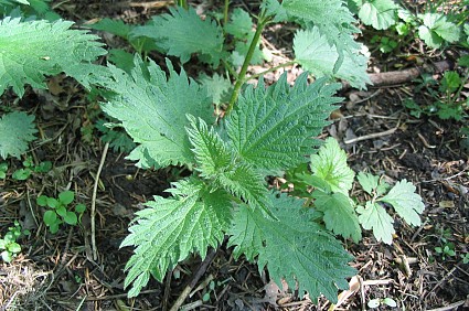 Nettle.  Photo: canoncan/stock.xchng