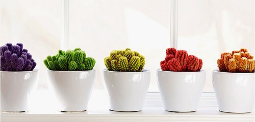 Indoor plants Desert Gems Cactus/courtesy Costa Farms
