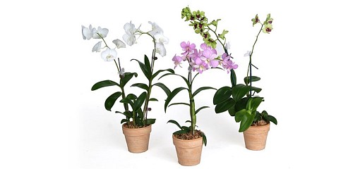 Indoor plants Orchids/courtesy Costa Farms