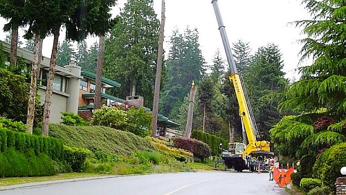 Tree removal by crane! Daves Tree Removal Canada / Wikimedia 