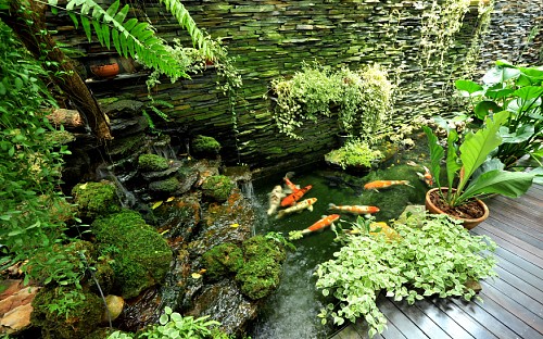 Photo of a koi pond and garden by Sutsaiy/istockphoto.com.